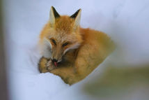 Yellowstone_2025_15553