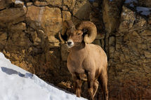 Yellowstone_2025_02320