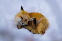 Yellowstone_2025_15883