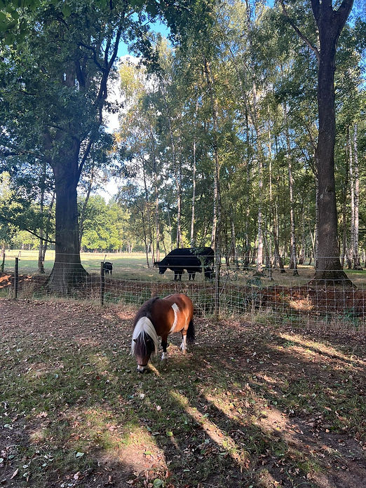 Afbeelding van WhatsApp op 2025-09-15 om 09.38.36_9dc900a9.jpg