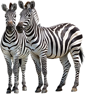 Two zebras from the Serengeti Reserve in Tanzania.