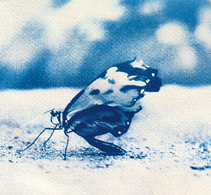 Uilani Studios Butterfly Cyanotype_edite