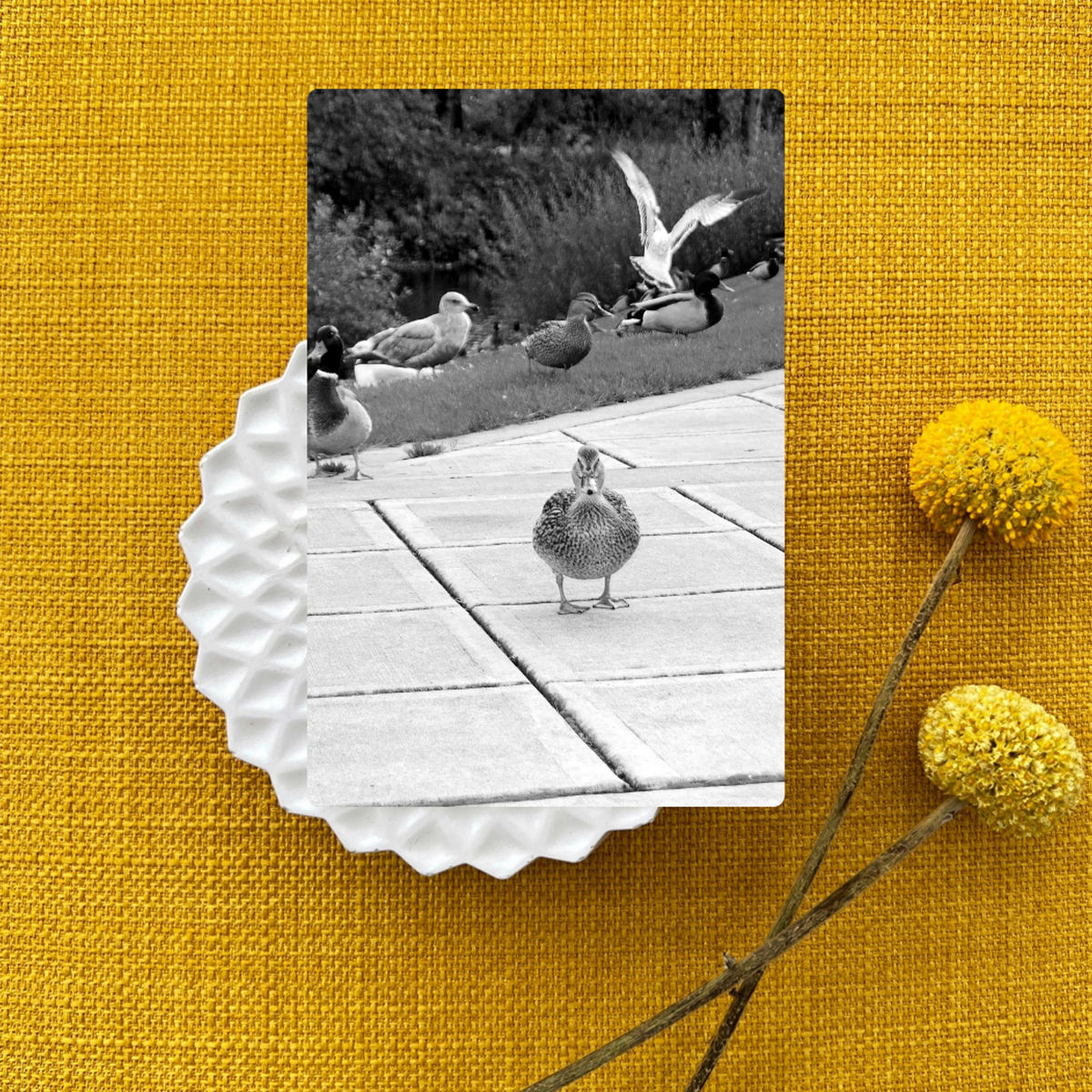 Duck Gallery Greeting