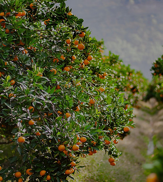 Producto-EstabilizadoPavo-Pucalan_edited