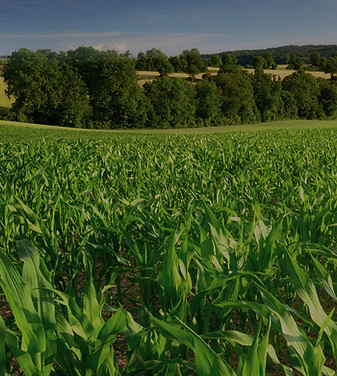 Producto-GuanoBroiler-Pucalan-02_edited.