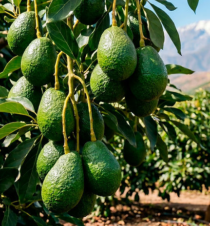 Producto-GuanoPavo-Pucalan.jpg