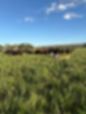 IMG_1042.jpeg