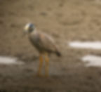 Yellow-crowned Night Heron. Photo by Adit Kapadia.