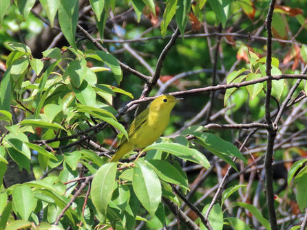 Sunday, June 7, 2026: Negri-Nepote Native Grassland Preserve
