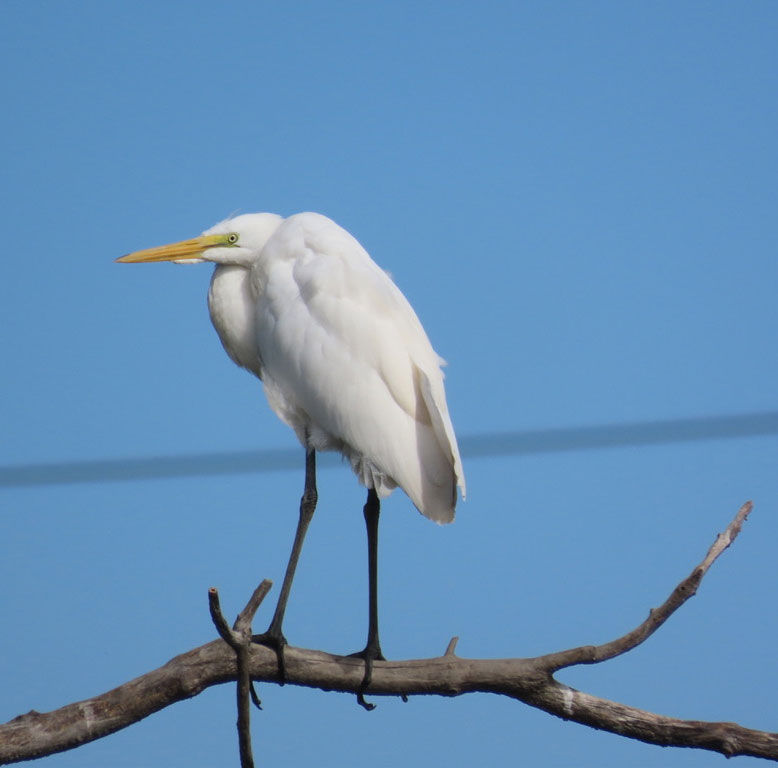 Great Egret. Photo by Beni Fishbein.