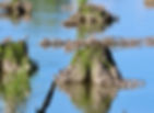 Semipalmated sandpipers. Photo by Beni Fishbein.