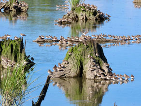 Friday, July 31, 2026: Mill Creek Marsh, Secaucus, New Jersey