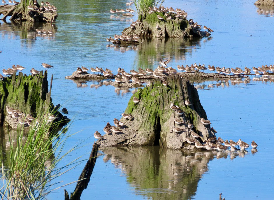 Semipalmated sandpipers. Photo by Beni Fishbein.