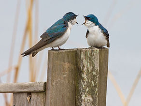 Saturday, April 11: Mill Creek Marsh Photography