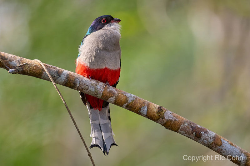 Cuban Trogon by Ric Cohn