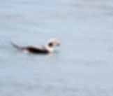 Long-tailed duck. Photo by Beni Fishbein.