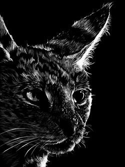 Serval_NoSig