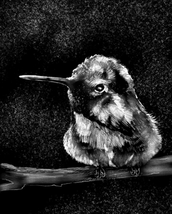 Hummingbird