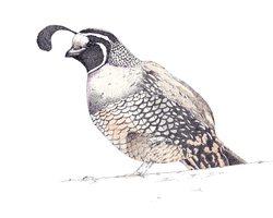 California Quail