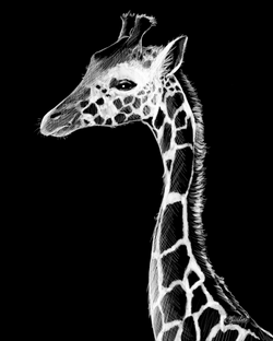 Baby Giraffe