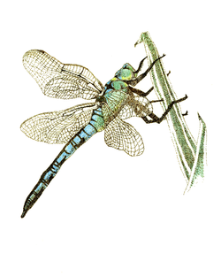 Blue Dragonfly