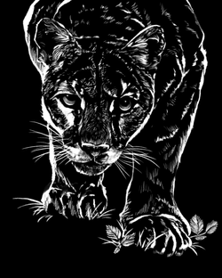 CougarStalking
