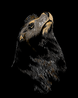 SeaLion_NoSig
