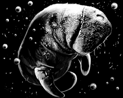 Manatee_NoSig