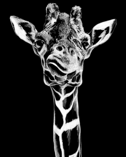 Giraffe_NoSig