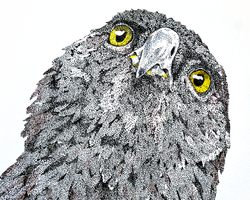 Curious Hawk