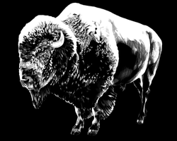 Bison_NoSig