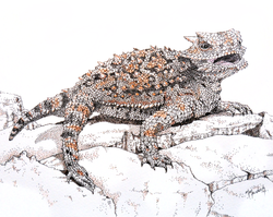 Horned Lizard