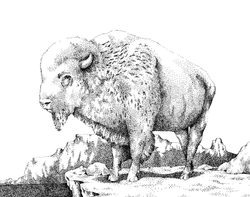 Bison