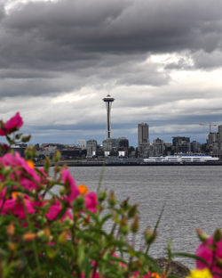 2011 pink needle (2)