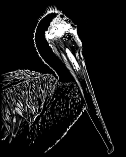 Pelican_NoSig