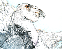 California Condor