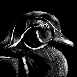 WoodDuck_NoSig