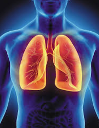 lungs.png