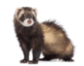 Ferret.jpeg