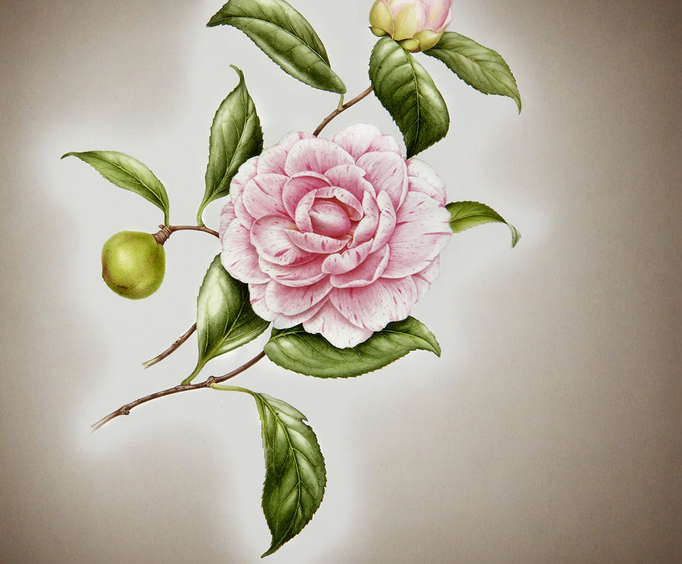 Pink Flower Illustration