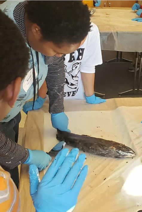 Salmon dissections at Elliot Elementary