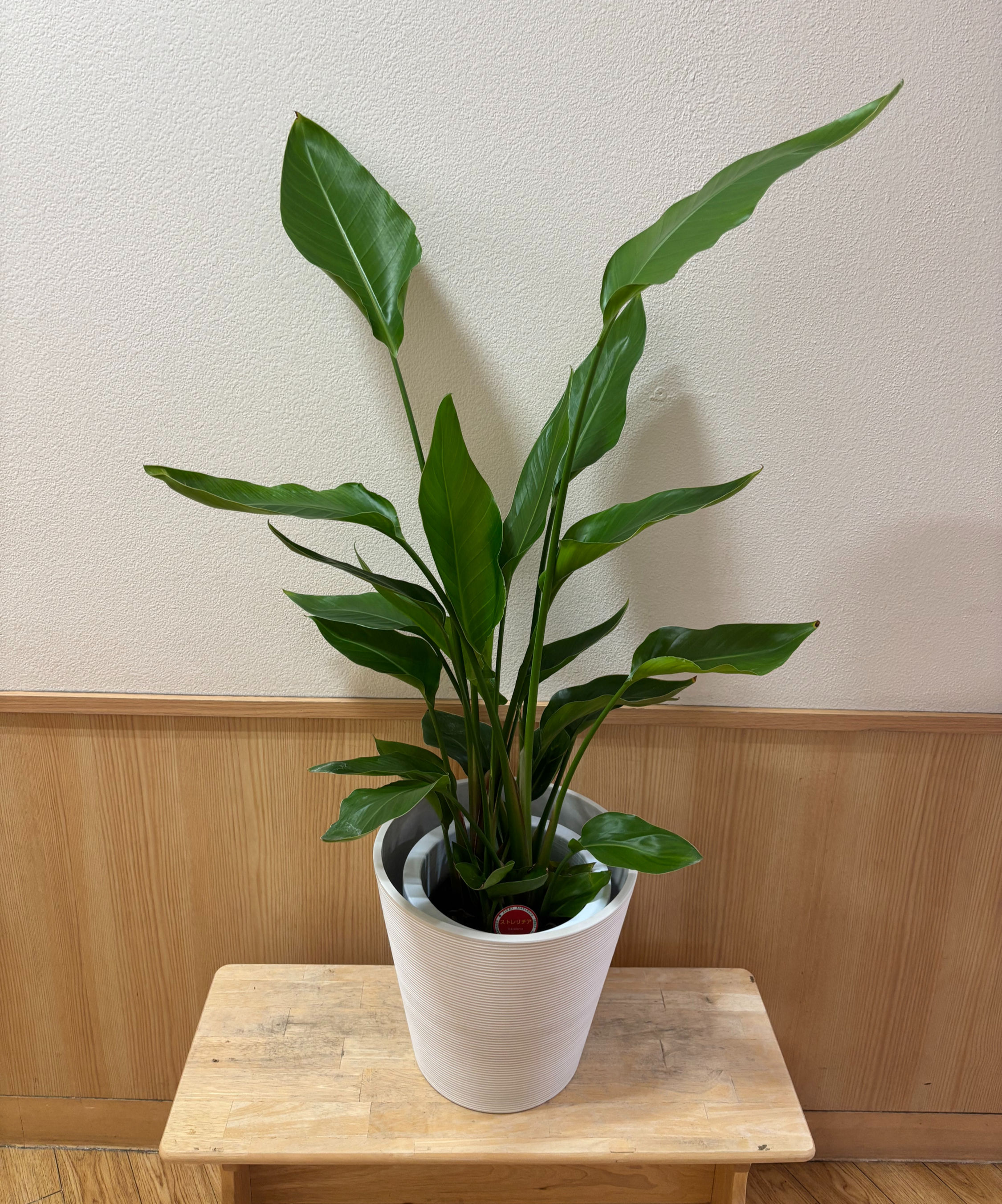 観葉植物【ストレリチア】