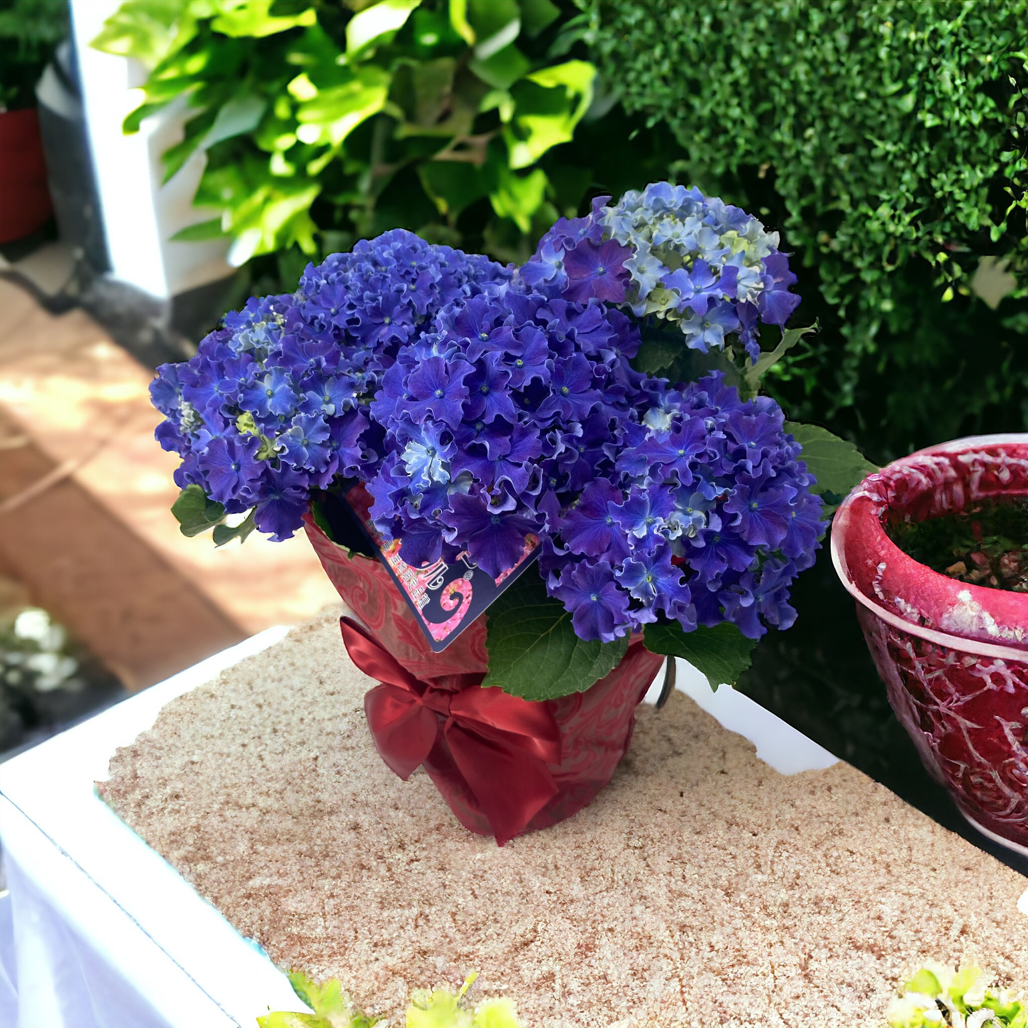 アジサイ（カーリースパークル・ブルー）