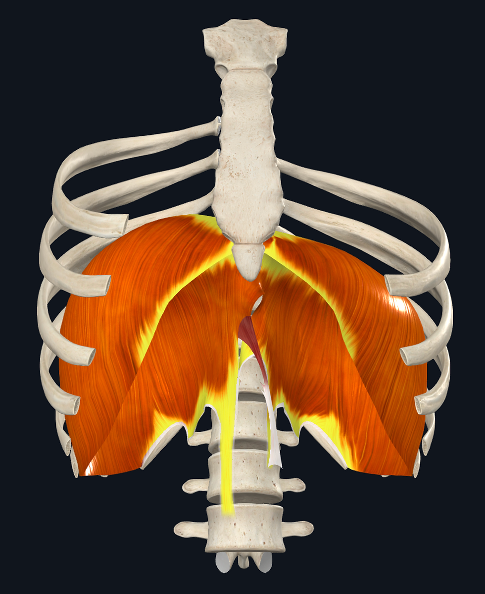Anatomical model of a diaphragm with other muscles and ligaments  removed
