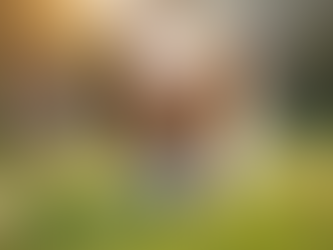 La primavera para los perros: cuidados y trucos para disfrutar juntos