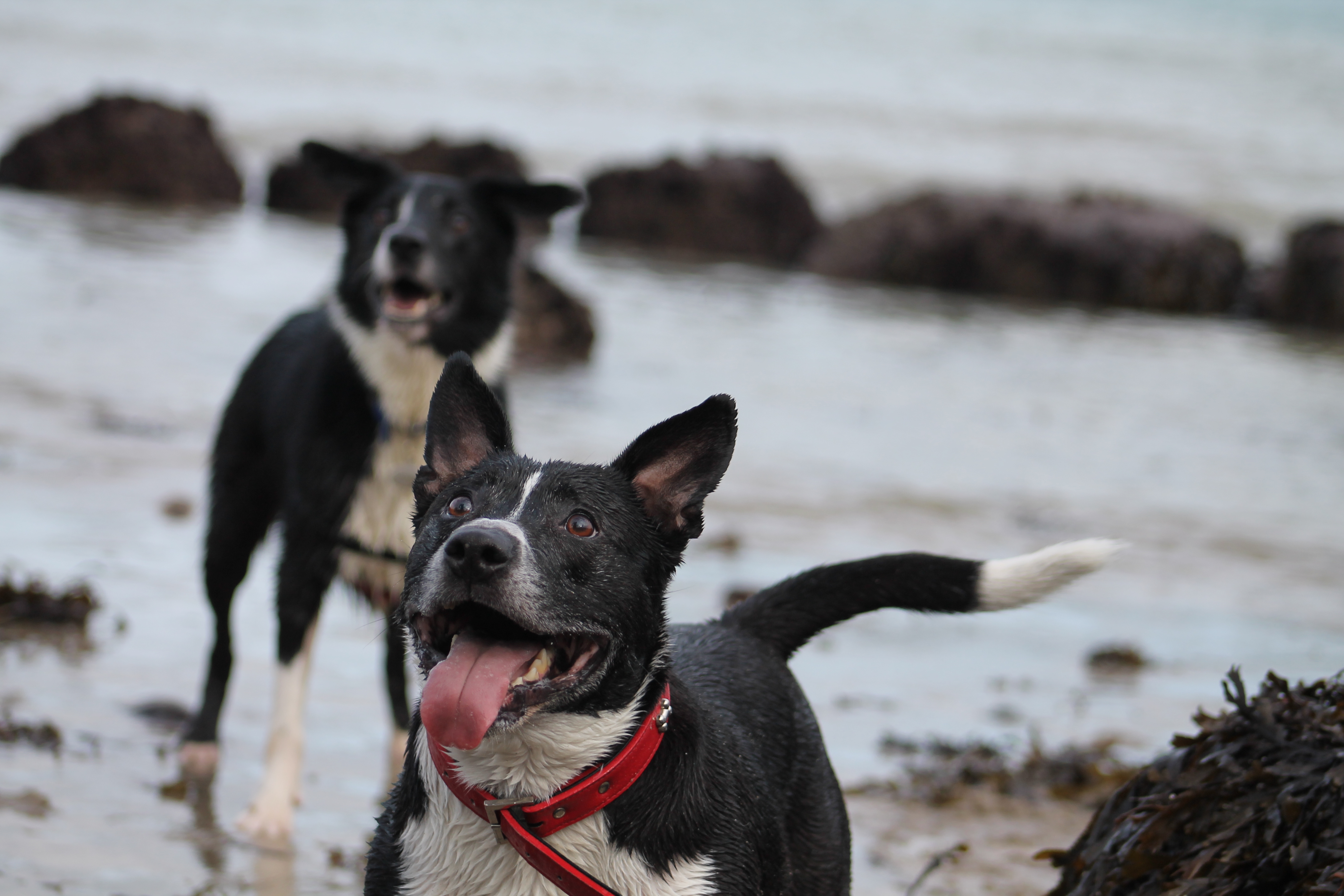 Jersey Rescue Dogs Rehoming Of Dogs In Need