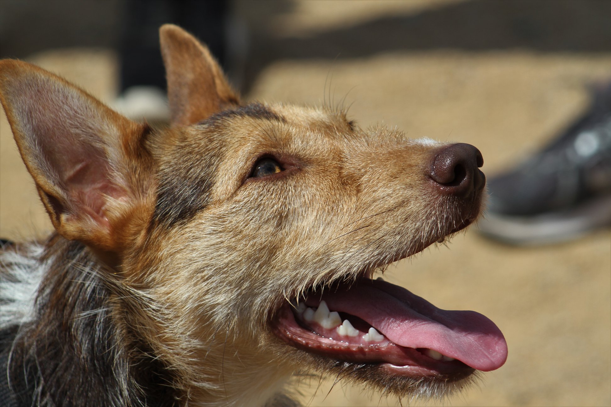 Jersey Rescue Dogs Rehoming Of Dogs In Need