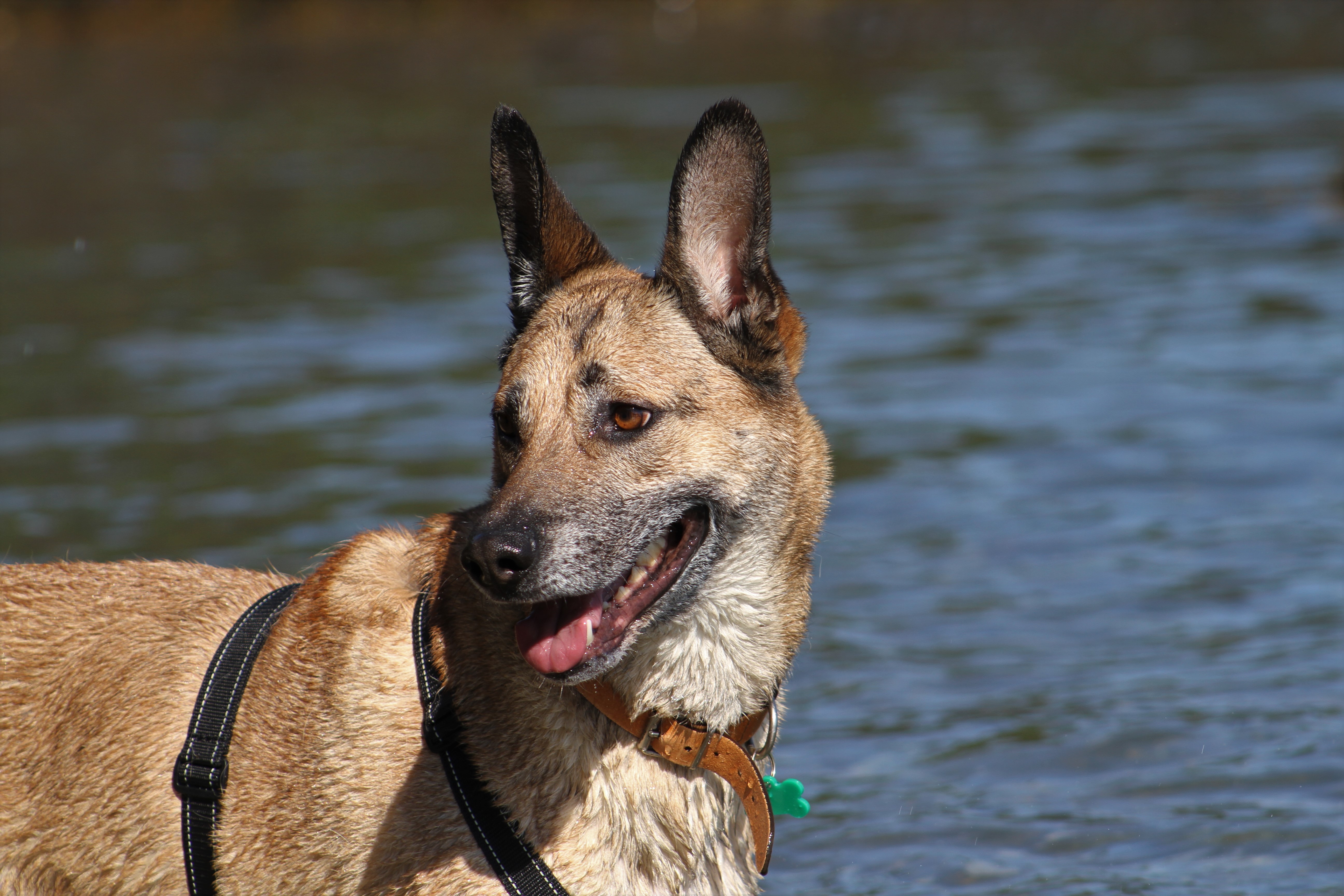Jersey Rescue Dogs Rehoming Of Dogs In Need