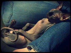 IMG_20130413_210117_241_20130413211440967