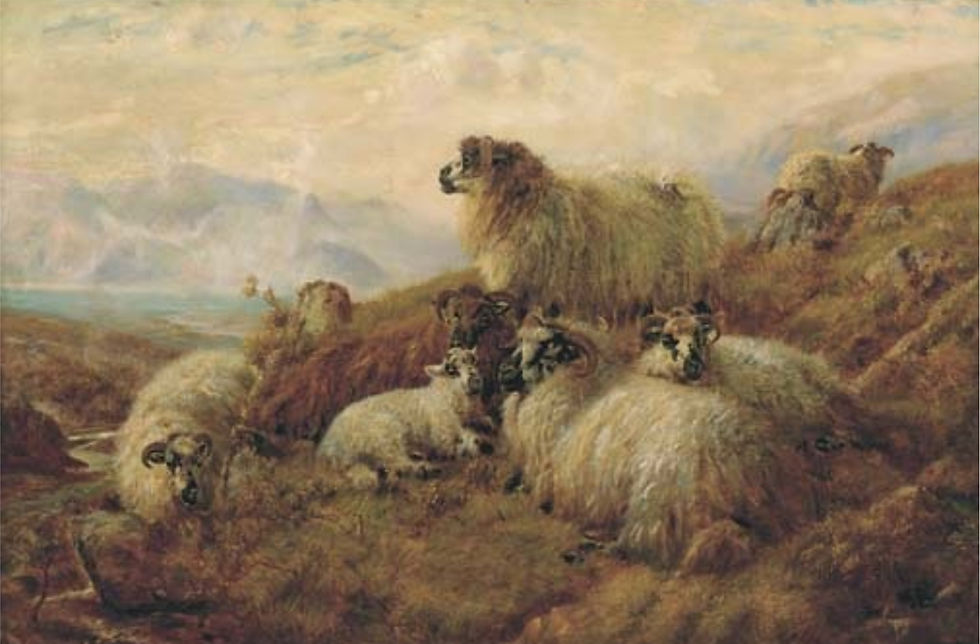 Sheep in a Highland landscape
